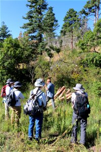 Seedling Planting Sandia Ranger District photo