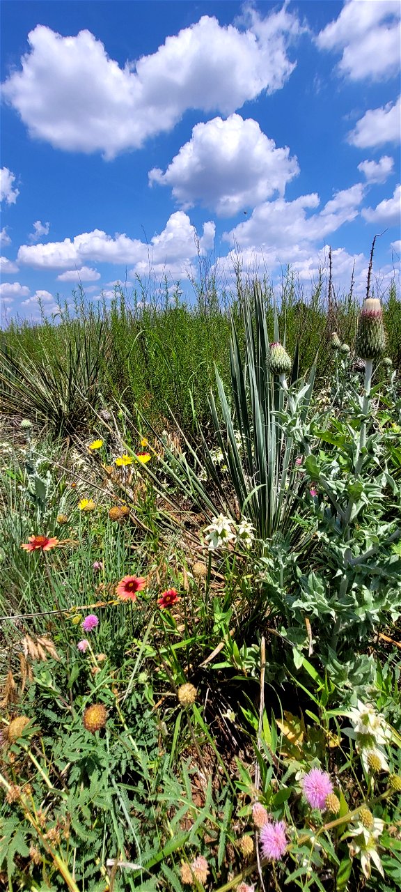 Wildflowers in Bloom on the Black Kettle NGs