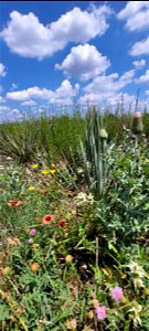 Wildflowers in Bloom on the Black Kettle NGs