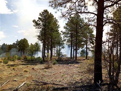 Thunderbird Prescribed Burn