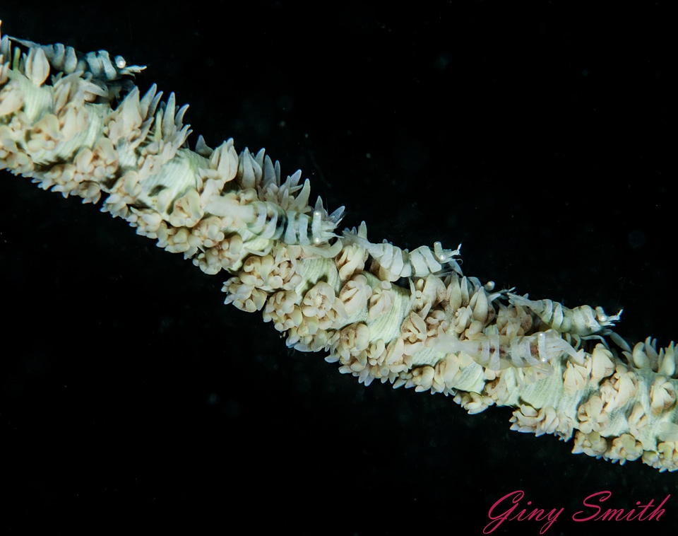 Black Coral Shrimp