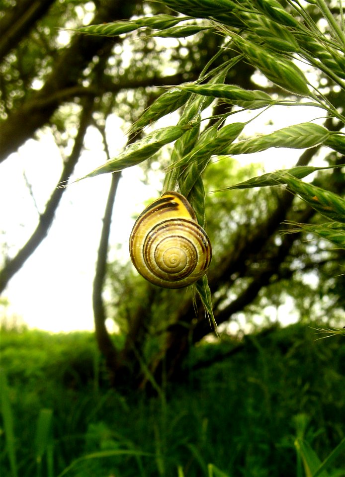 Brown Lipped Snail