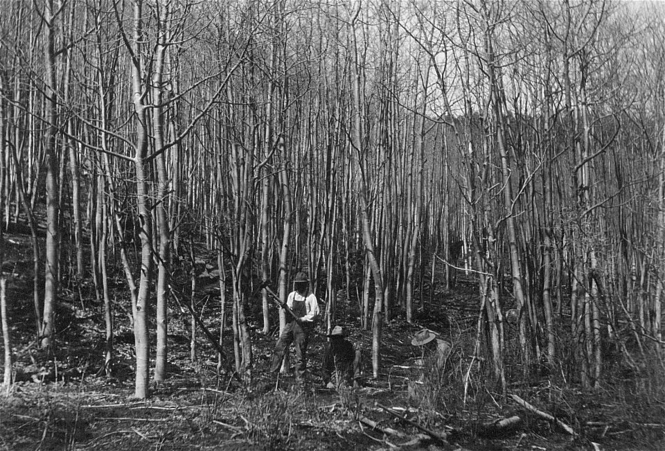 Historic Photo Cibola NF & NGs