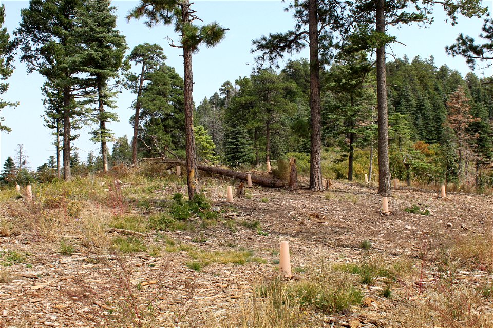 Seedling planting on Sandia RD