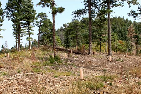 Seedling planting on Sandia RD