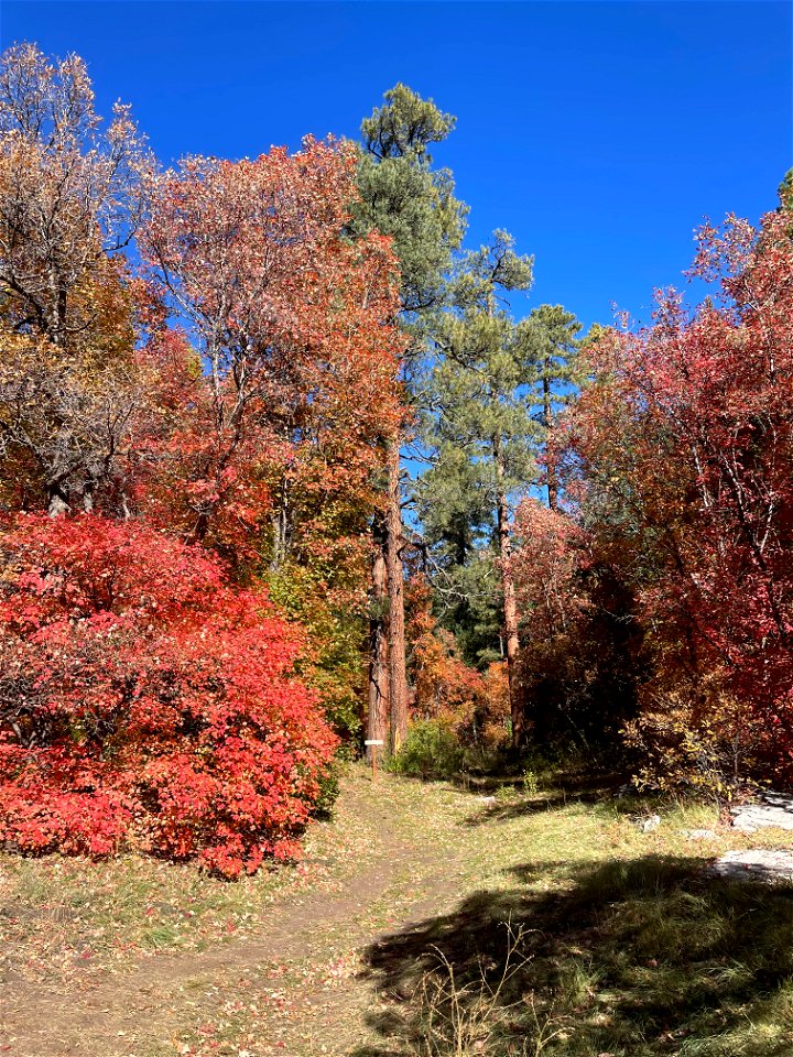 Fall Colors on Mountainair Ranger District