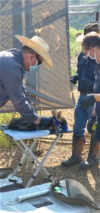 Wolf Pup Vax Processing