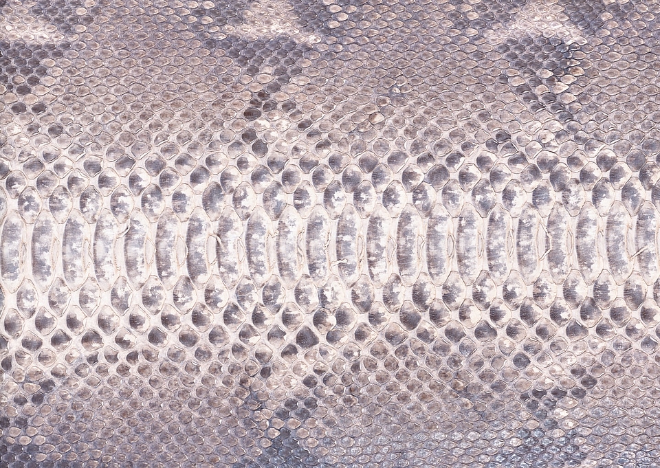 background of sneak skin texture