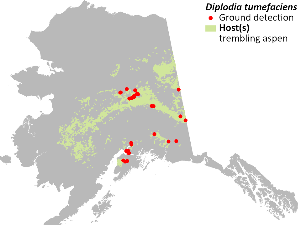 Dipolodia-gall-detection-map-2022-Alaska