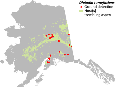 Dipolodia-gall-detection-map-2022-Alaska