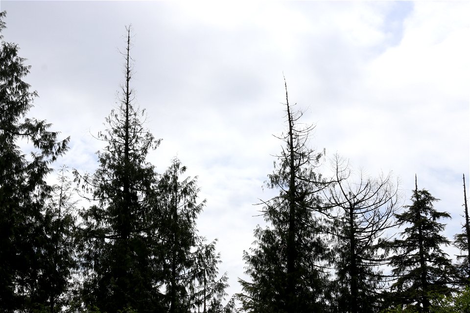 Western-redcedar-topkill-Prince-of-Wales-Island-Tongass-4