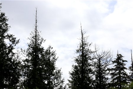 Western-redcedar-topkill-Prince-of-Wales-Island-Tongass-4 photo