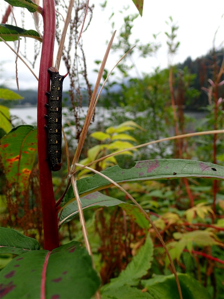 Fireweed-hornworm-larva-and-damage-Tongass