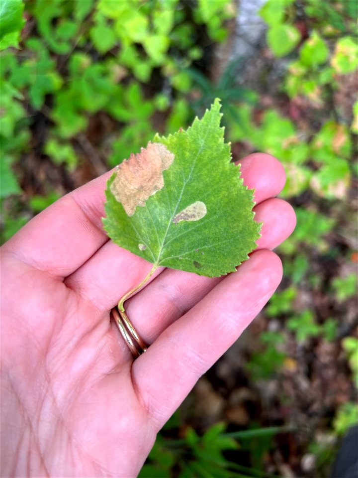 Birch-leafminer-damage-Alaska