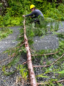 Western-redcedar-wound-investigation-Tongass photo