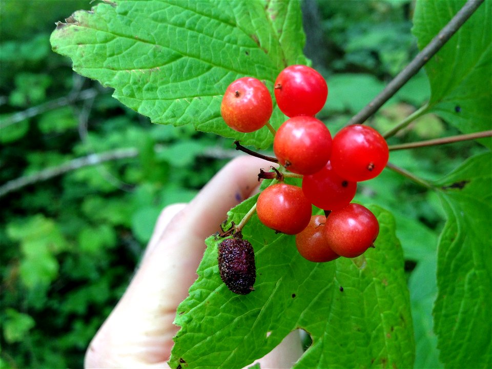 Viburnum-rust-stem-infection-Tongass-1