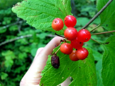 Viburnum-rust-stem-infection-Tongass-1