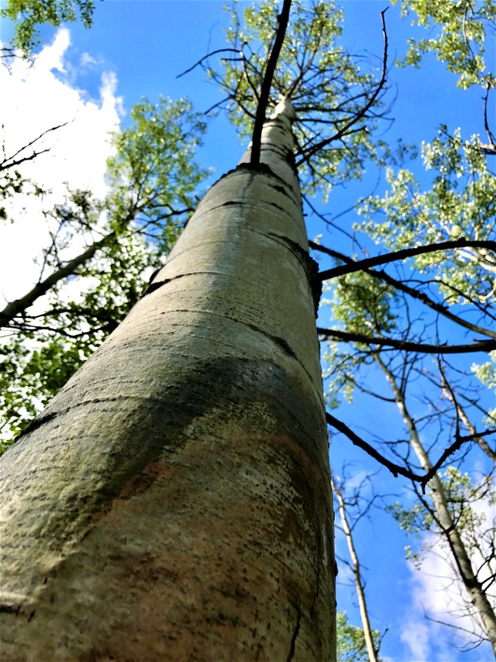 Aspen-running-canker-Alaska