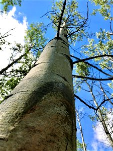 Aspen-running-canker-Alaska