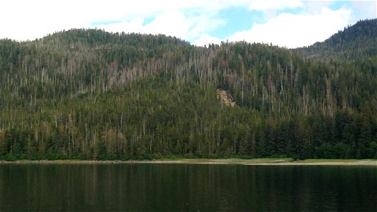 Yellow-cedar-decline-Deep-Bay-Tongass