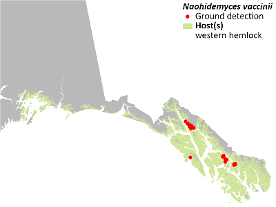 Naohidemyces-vaccinii-detection-map-2022-Alaska