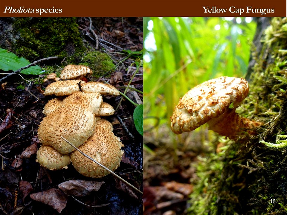 Pholiota-species-identification-aid_Alaska_LoriWinton