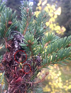 Spruce-budworm-chrysalises-Alaska photo