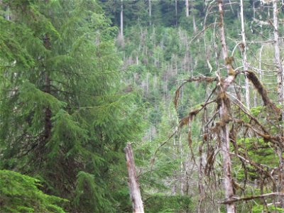Tree-mortality-from-porcupine-Wrangell-Island-Tongass