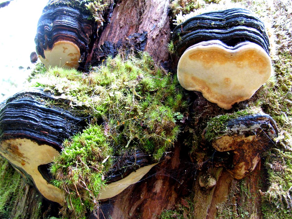 Fomitopsis-pinicola-ochracea-conks-Alaska-3