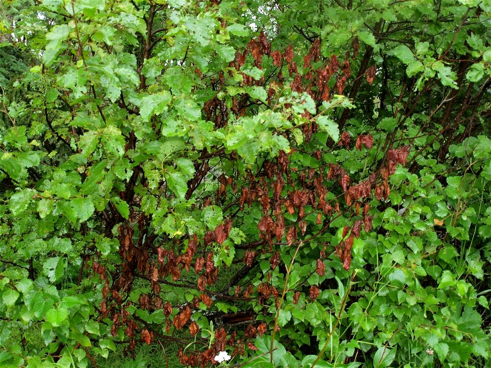 Alder-canker-thinleaf-alder-flagging-Alaska