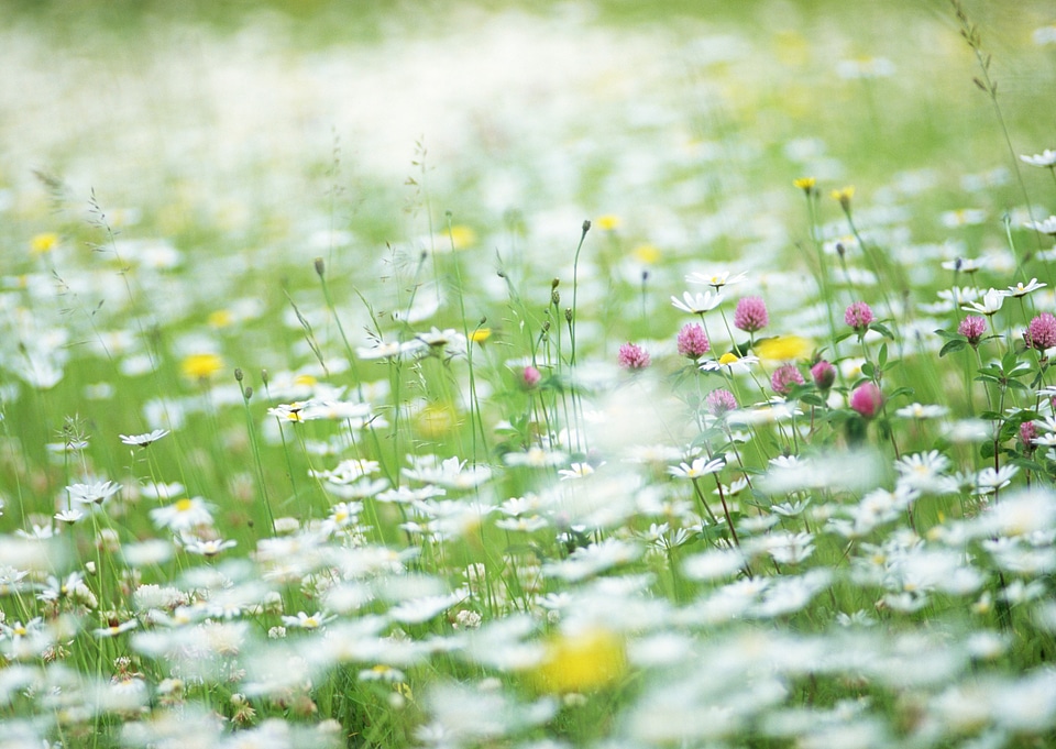 White flowers in the field
