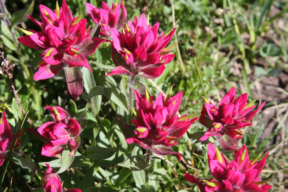 Wild flowers in mountains. Canadian Rockies