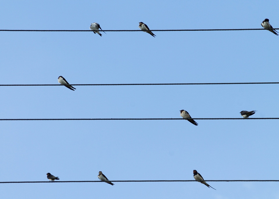 Sit barn swallow nature