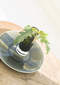 Indoor plant in water glass on photo