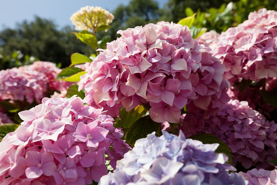 Genus hydrangea plants hydrangeaceae