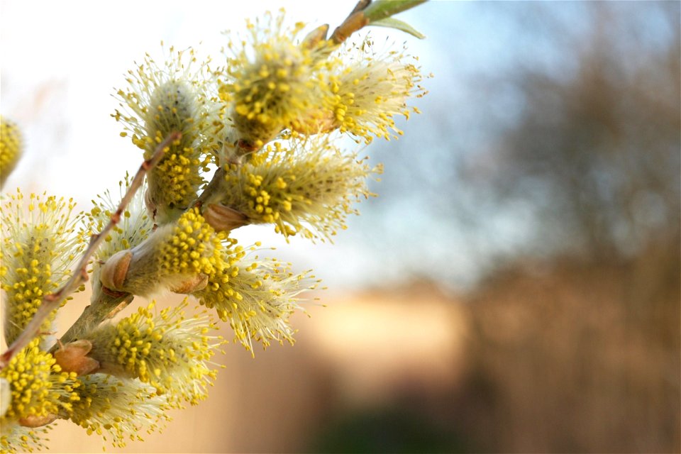 Willow in Flower