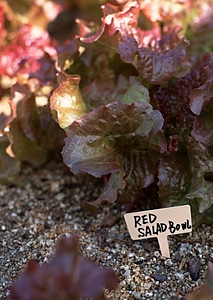 Red lettuce in garden photo