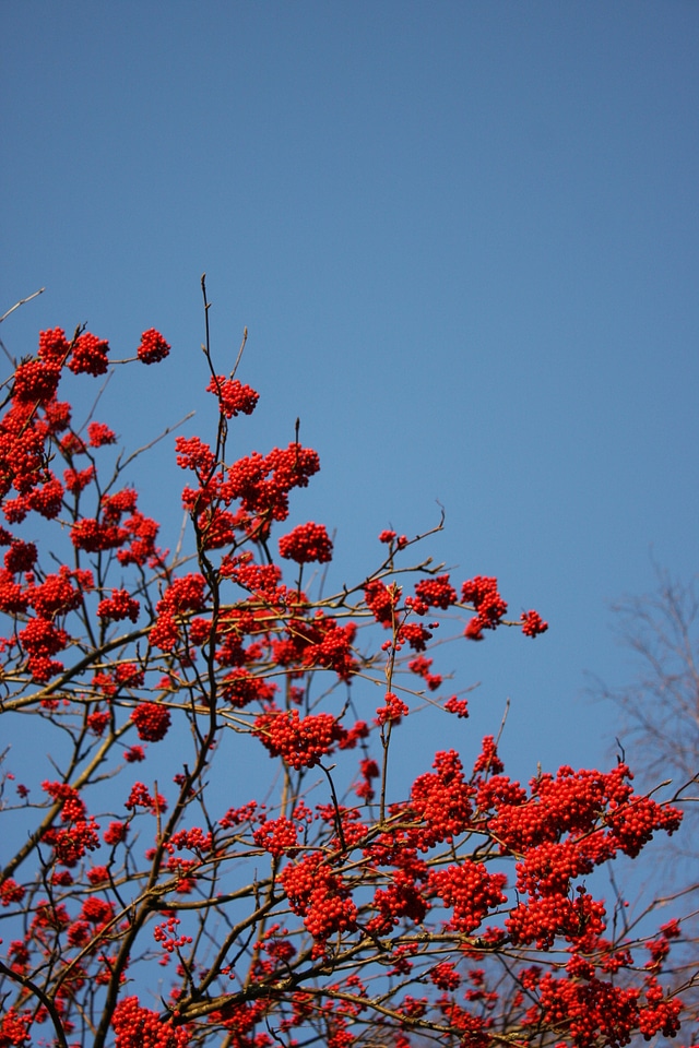 Berries Tree