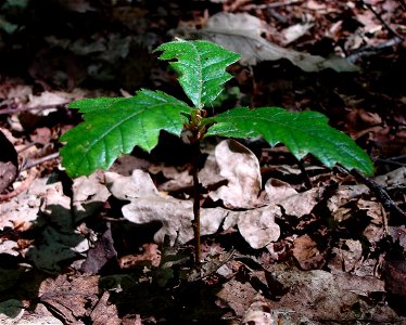 Oak sapling - Caldy Woods