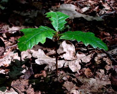 Oak sapling - Caldy Woods photo