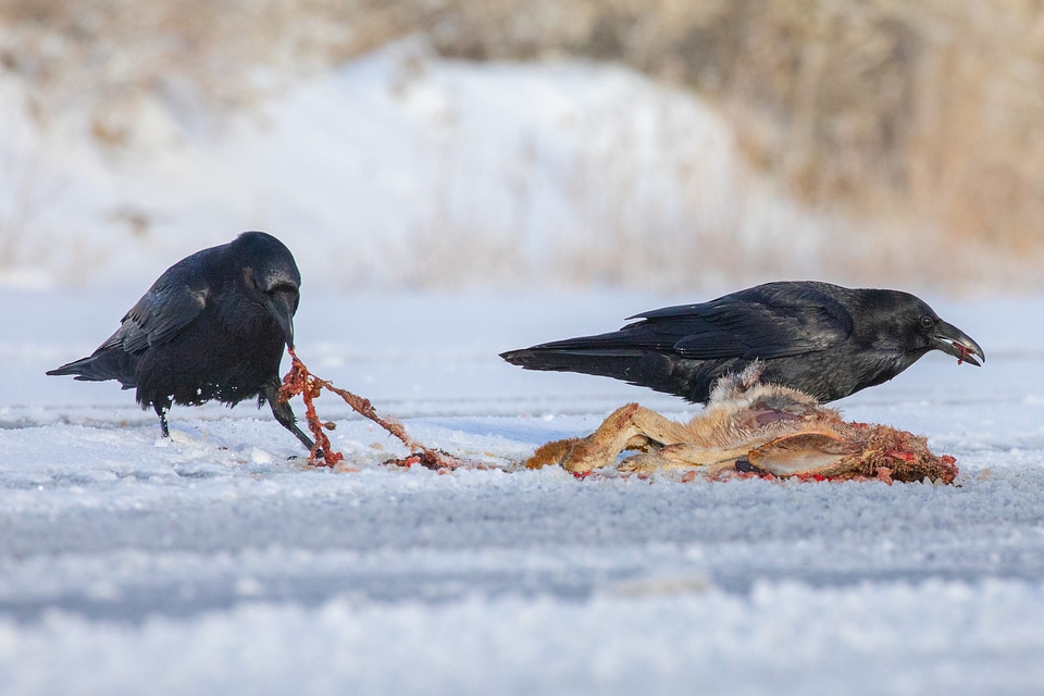 Ravens and roadkill