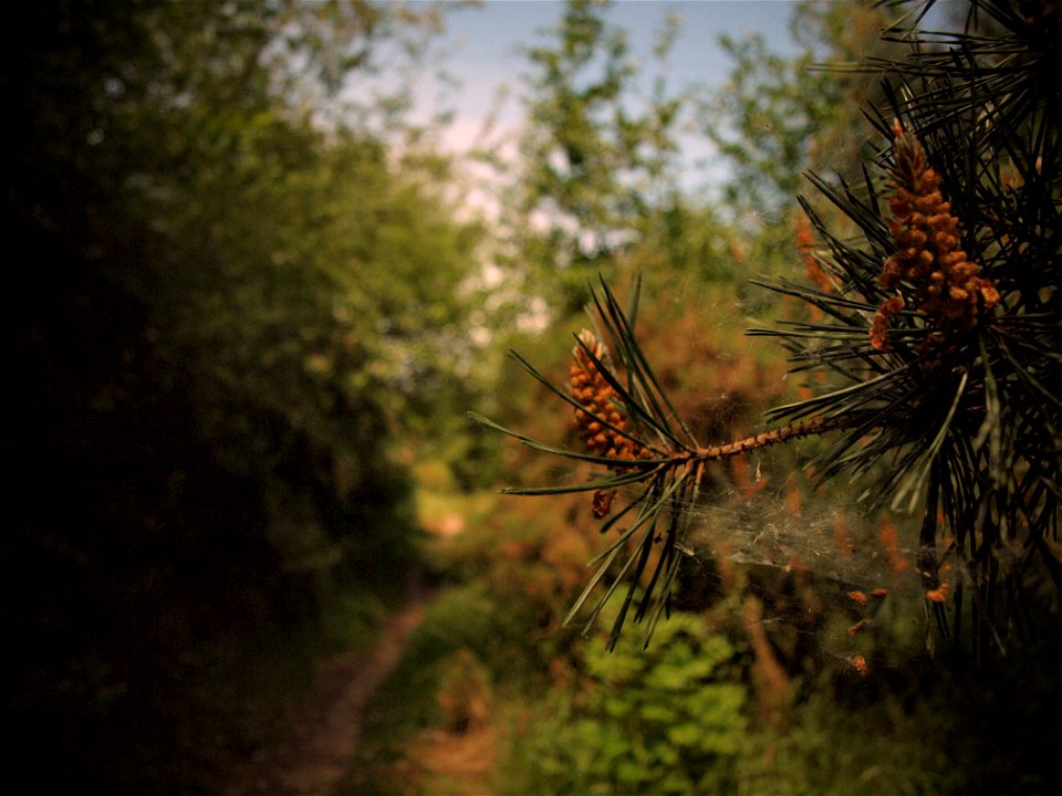 Pine Flower photo