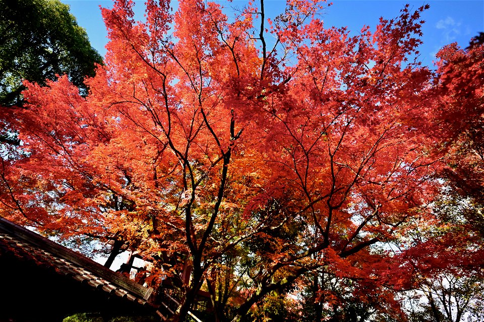 京都宇治平等院鳳凰堂 / Byodoin Hoohdo temple in Kyoto