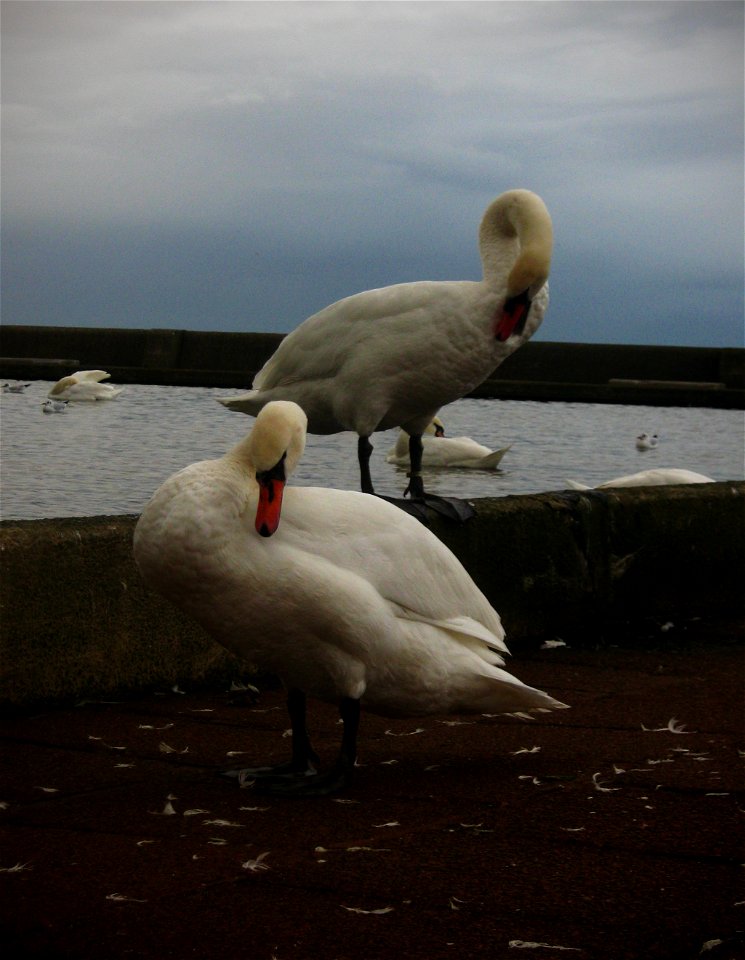 Swans photo