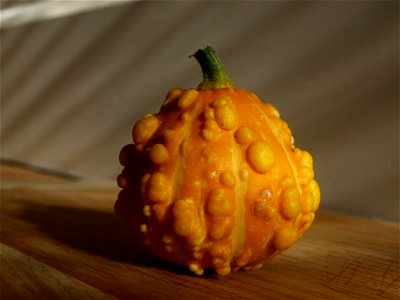 Gourd photo