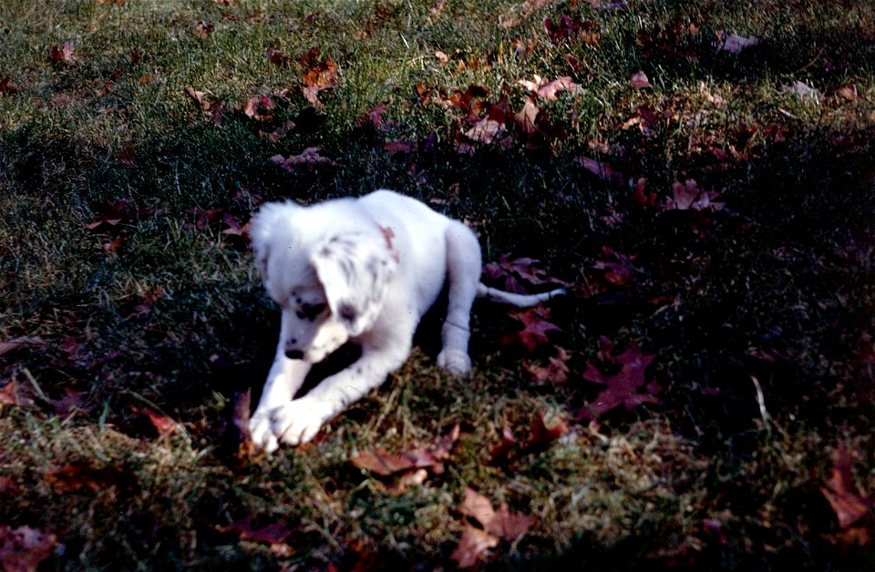 Family Slides (252)