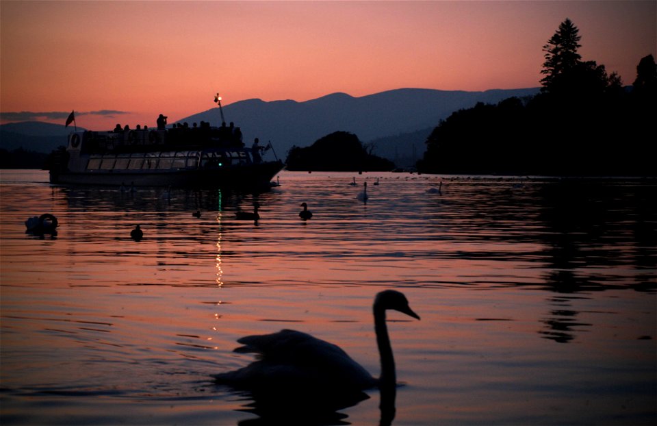 Swan at Bowness