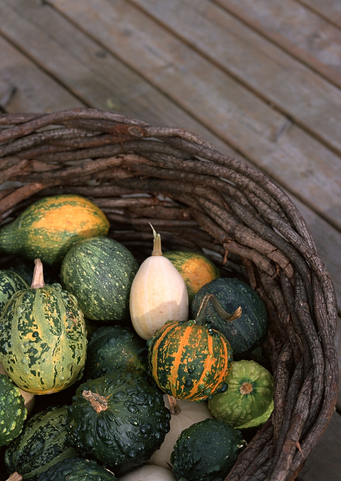 Freshly harvested in large basket with pumpkin