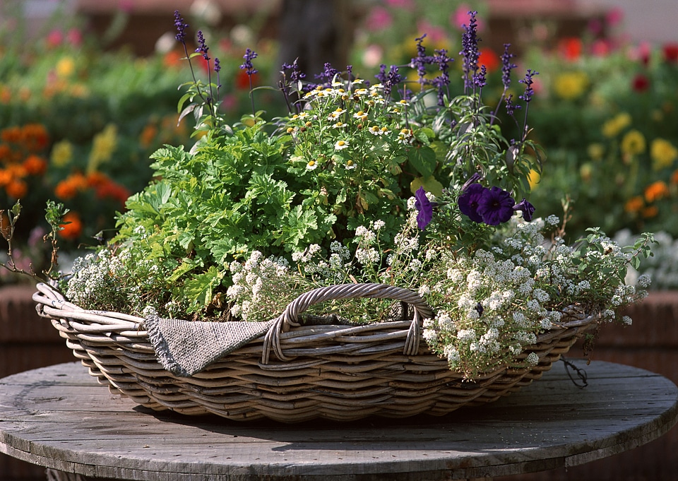 Basket with herbs/herbs/summer