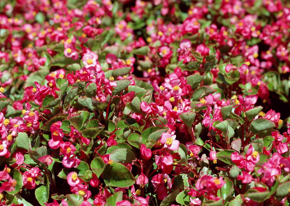Pink flower on background